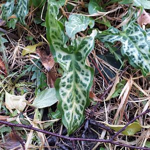 Things growing in my garden #1