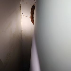 3 - Slight damp in hot water cupboard