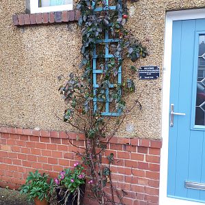 Fragrant rose, but in the wrong place