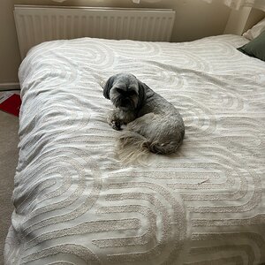 bertie.jpeg