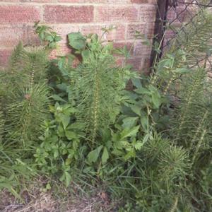 Strange grass or plant