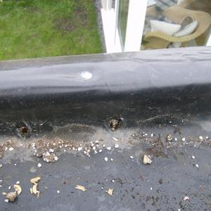 Exit holes internal view