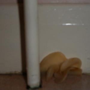 Toilet Fungus 1