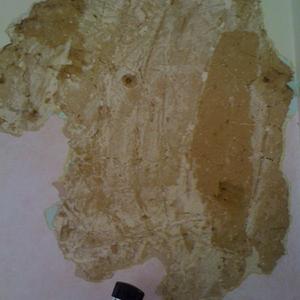 Mud and Mouse Pubes!!