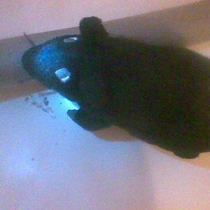 Rat eating pipe insulation