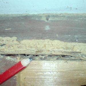 wood worm damage