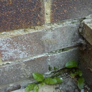 The back of the house