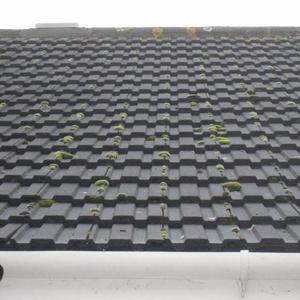 Moss on tiles- leaking roof!
