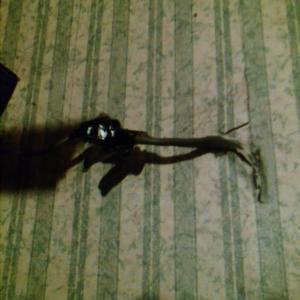 Figure this one out chumps!