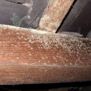 Mould on the rafters