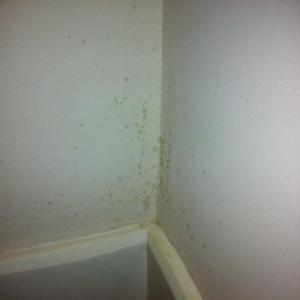 mould on stairs