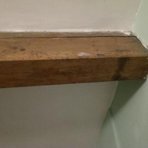 Bit of old woodworm, inactive