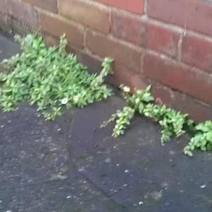 Outside Front Plant Ingress