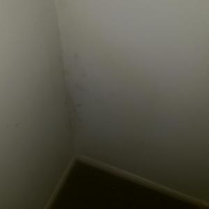 corner of staircase damp spot spreading