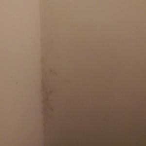 corner of staircase damp spot ,yellow mould