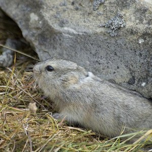 Arctic Lemming - Devon Island