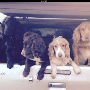 Working-bred-sprockers-570b9750bbec8