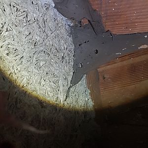 Asbestos?