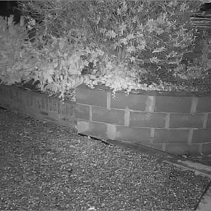 Foscam FI9853EP Night Time