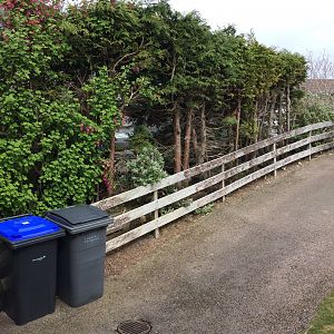 Tree up side of driveway