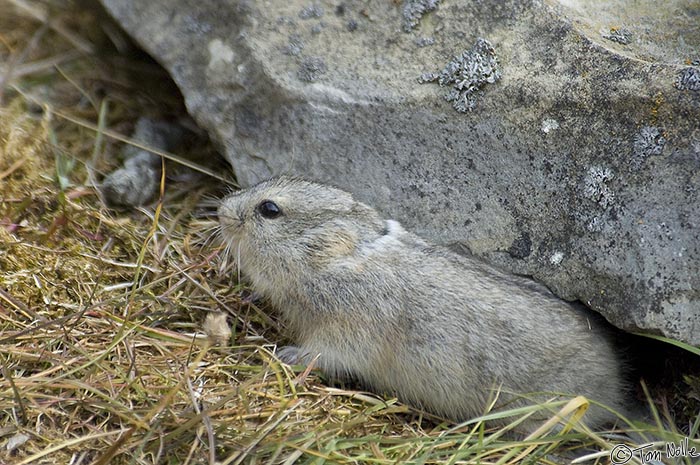 Arctic Lemming - Devon Island