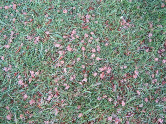 Beech tree seeds?