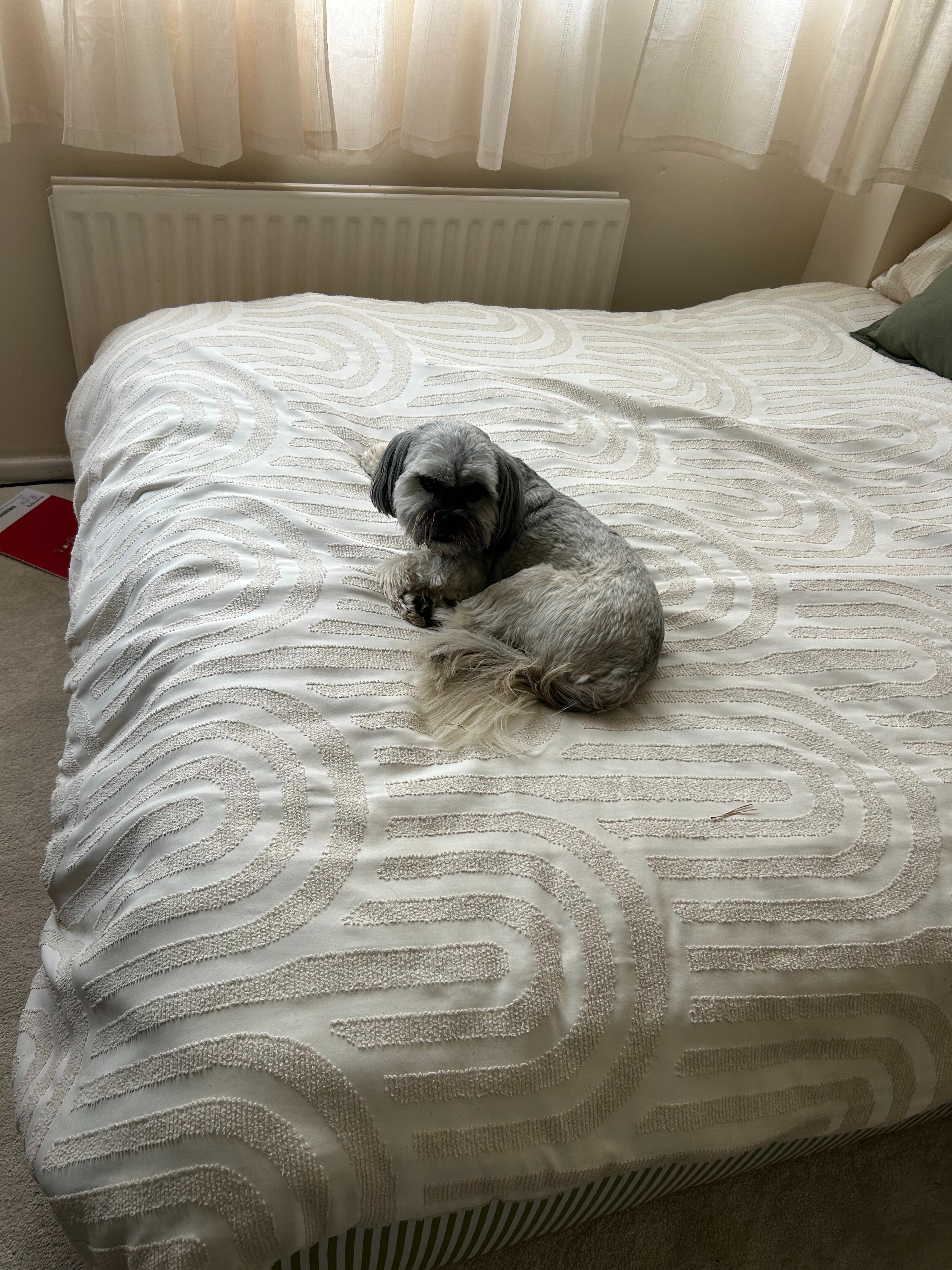 bertie.jpeg