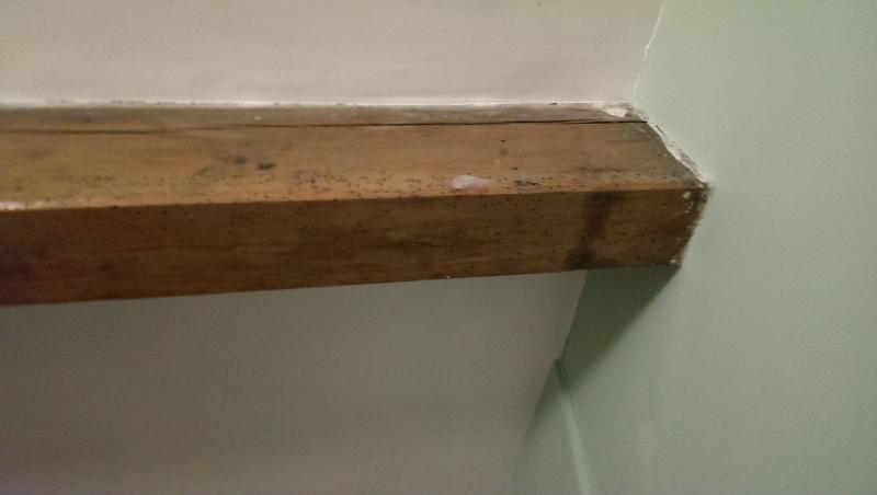 Bit of old woodworm, inactive