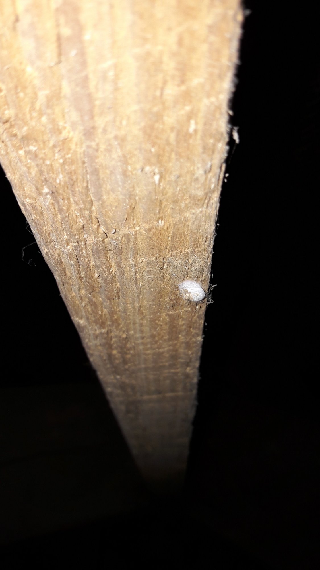 Close up of white blob