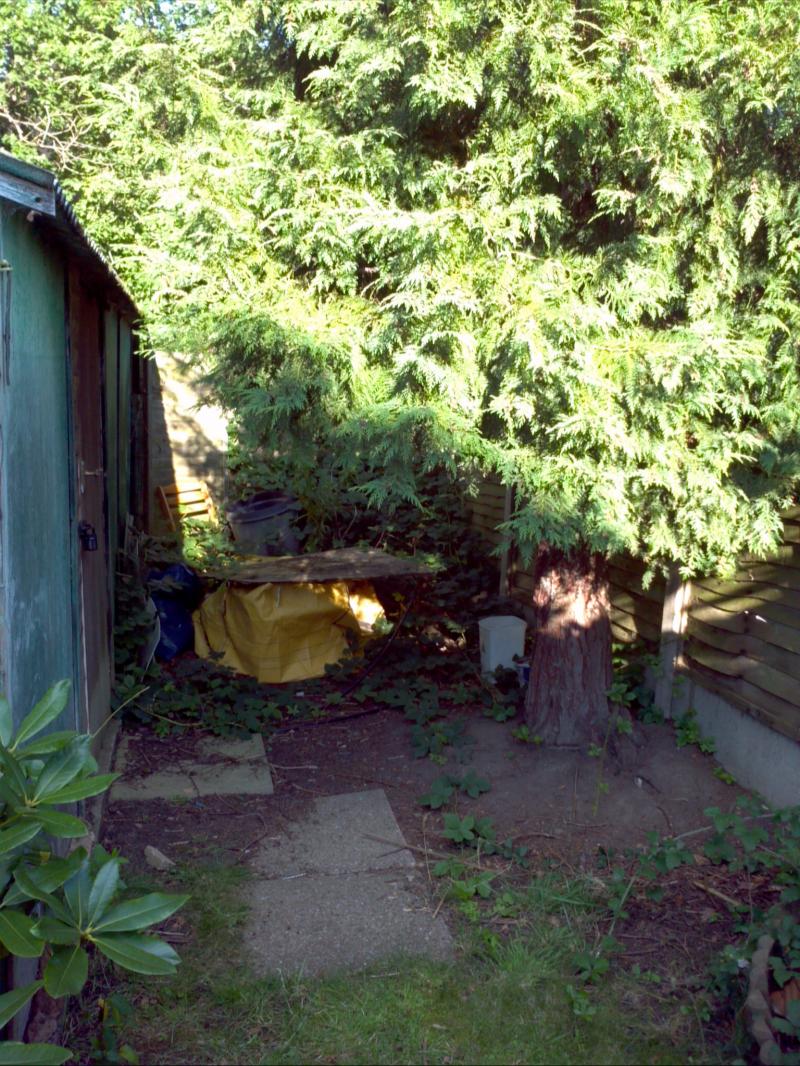 Conifer to the right