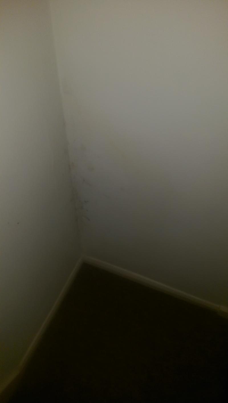 corner of staircase damp spot spreading