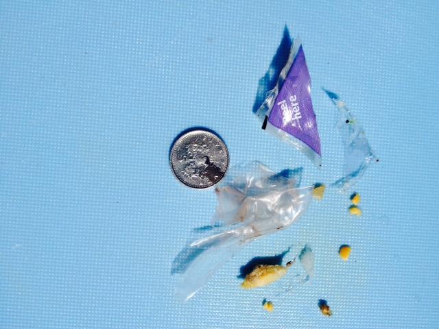 Dishwasher Spray Arm debris