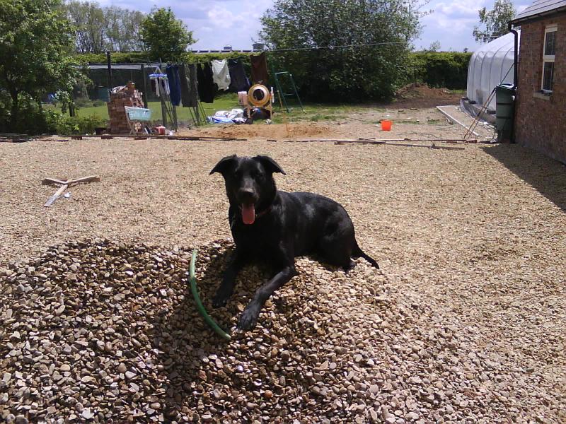 Dog on a gravel heap