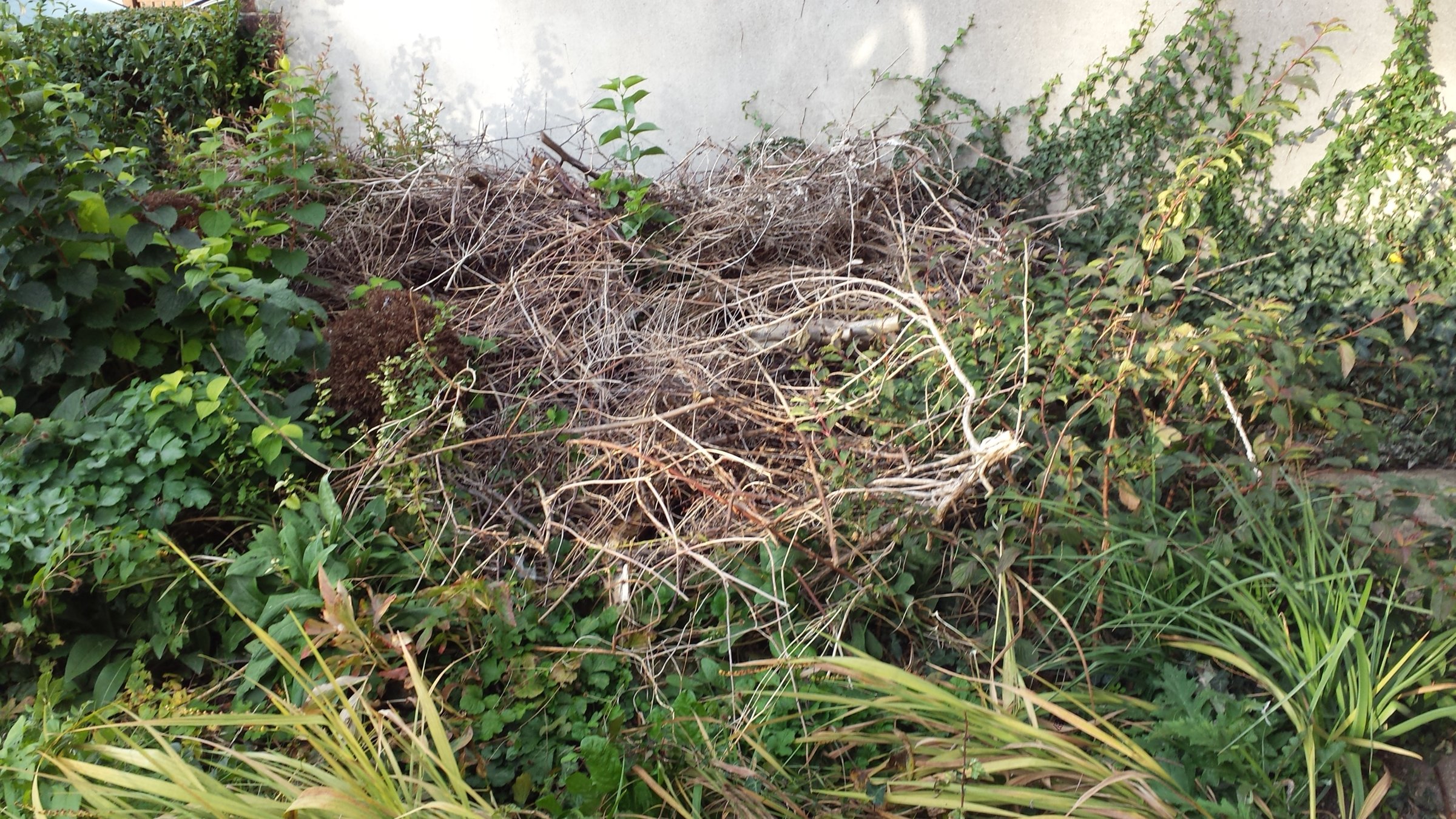 front garden before clearing