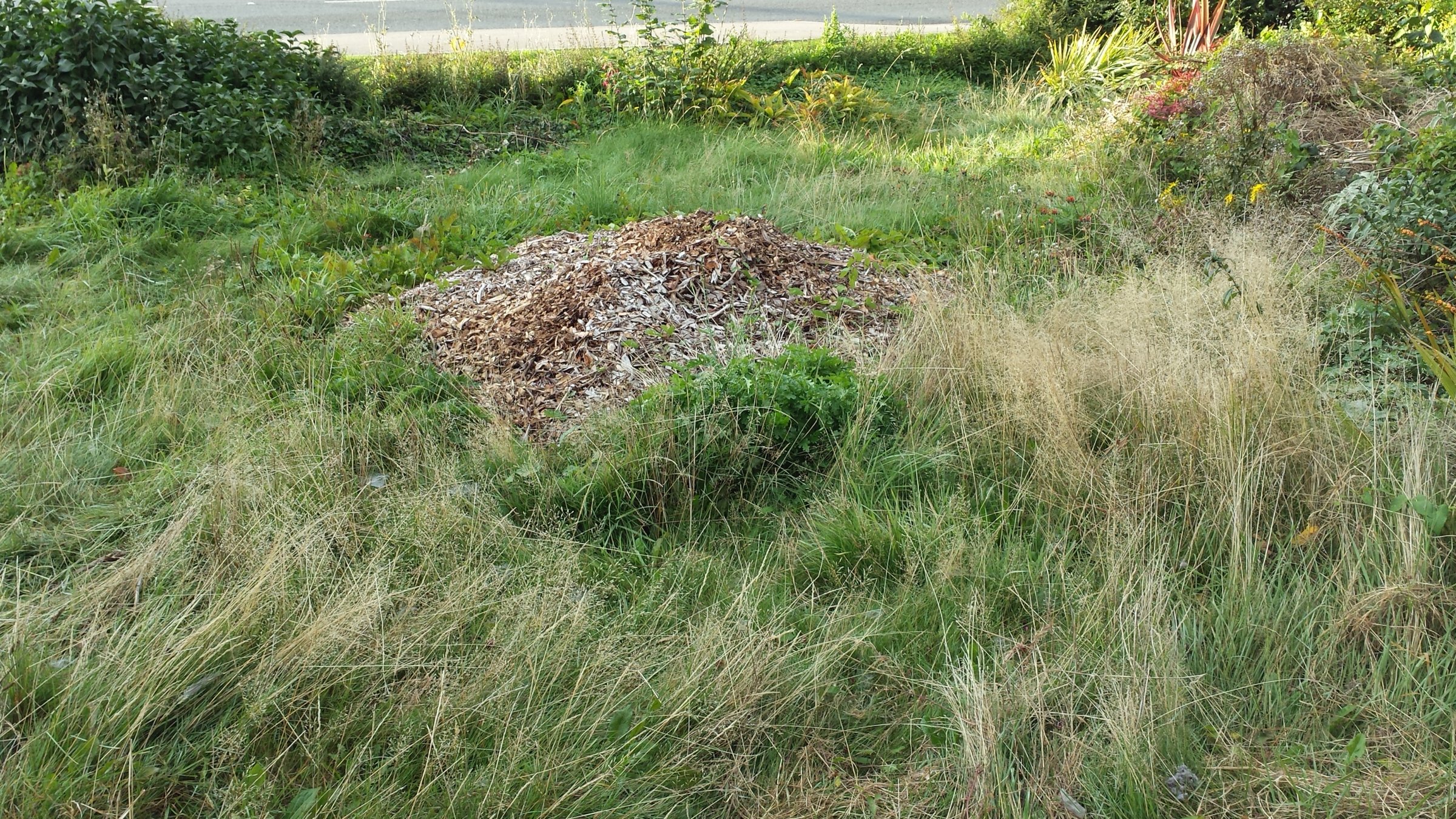 front garden, before clearing