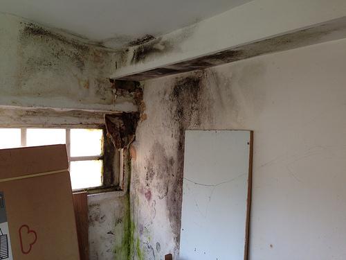 Interior Damp & Mould