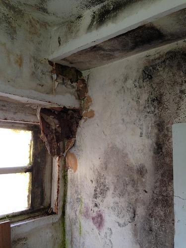 Interior Damp & Mould