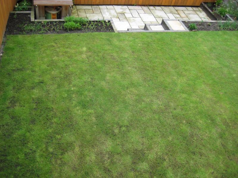 lawn2