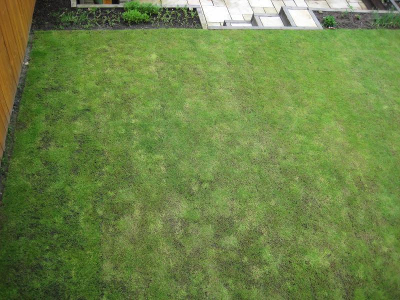 lawn4