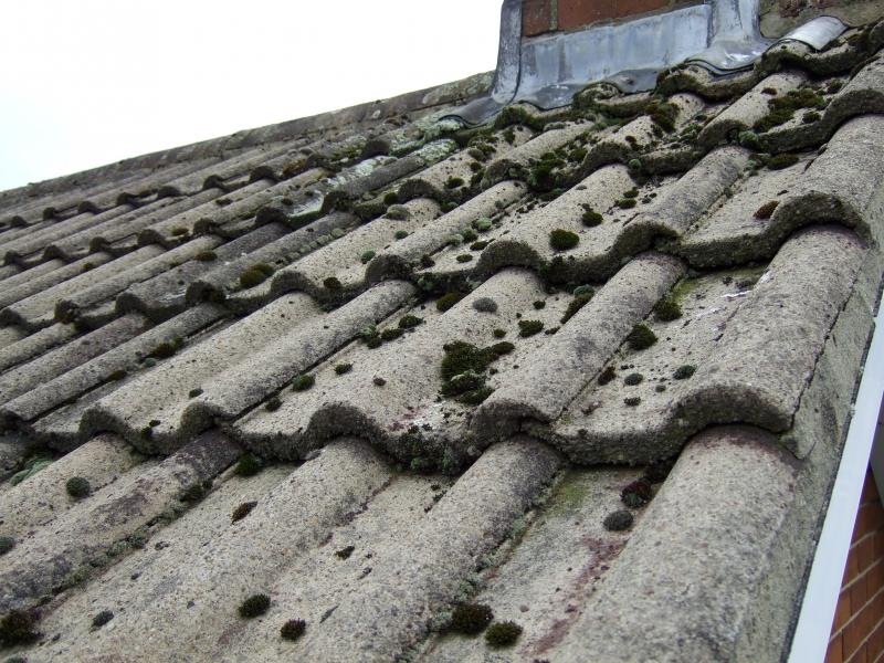 Moss under chimney 1