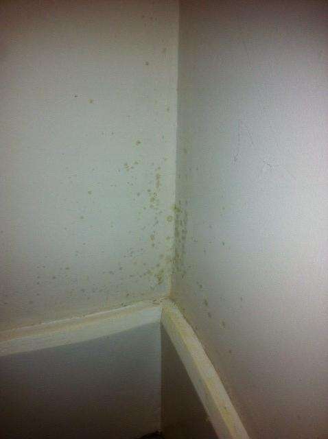 mould on stairs