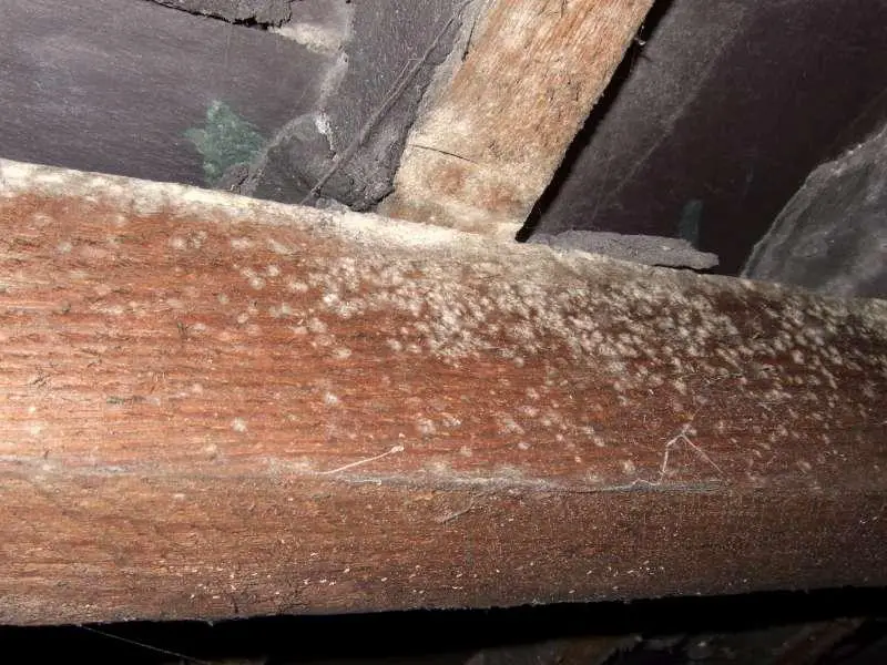 Loft Rafters - White Spot Mould + Damp | DIYnot Forums