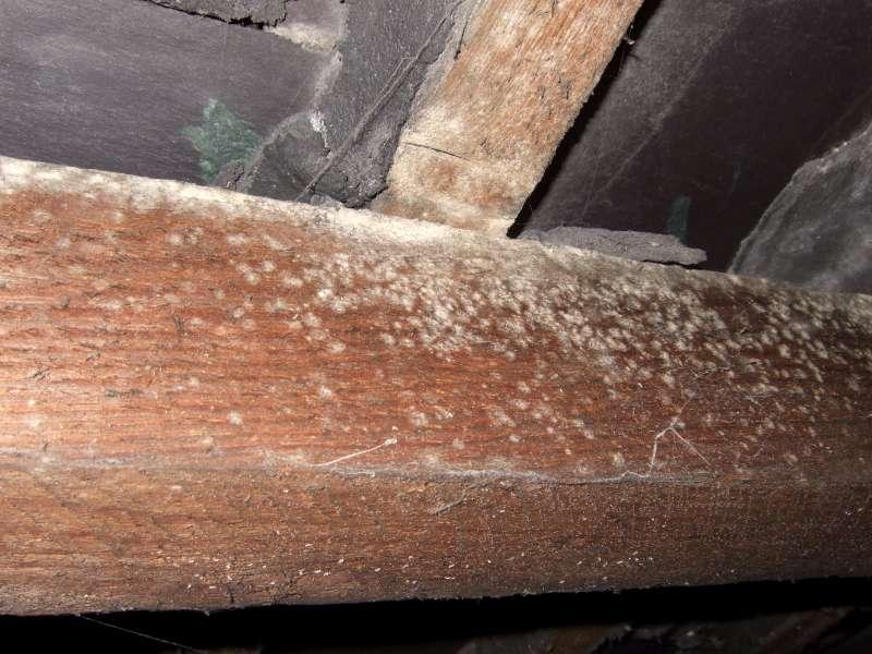 Mould on the rafters