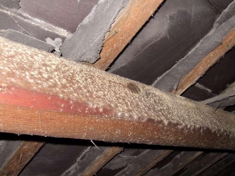 Mould on the rafters