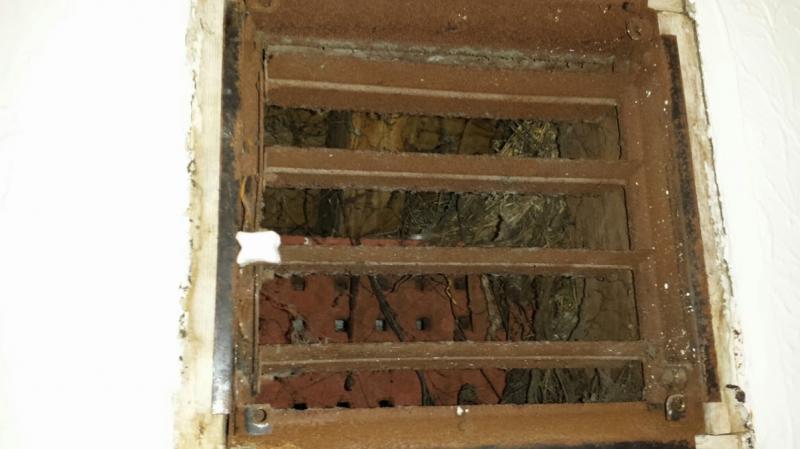 oh good, a birdsnest too