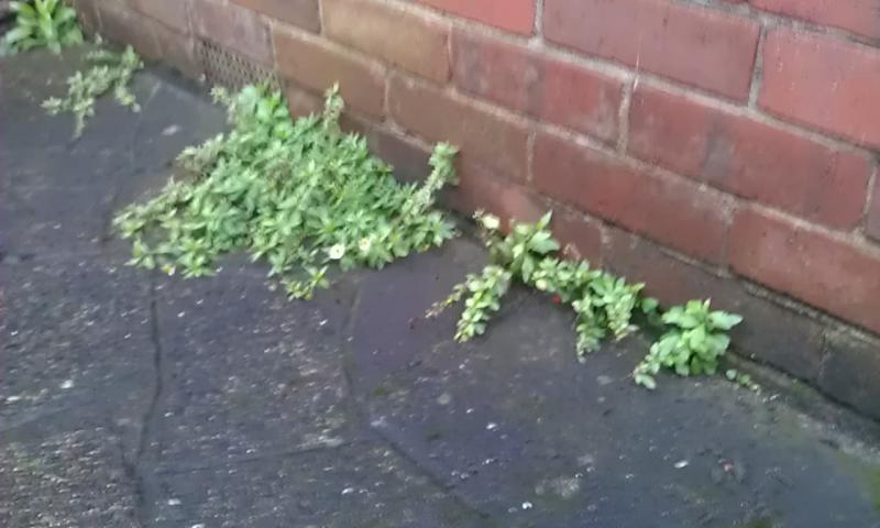 Outside Front Plant Ingress