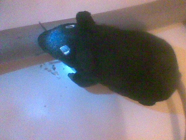 Rat eating pipe insulation