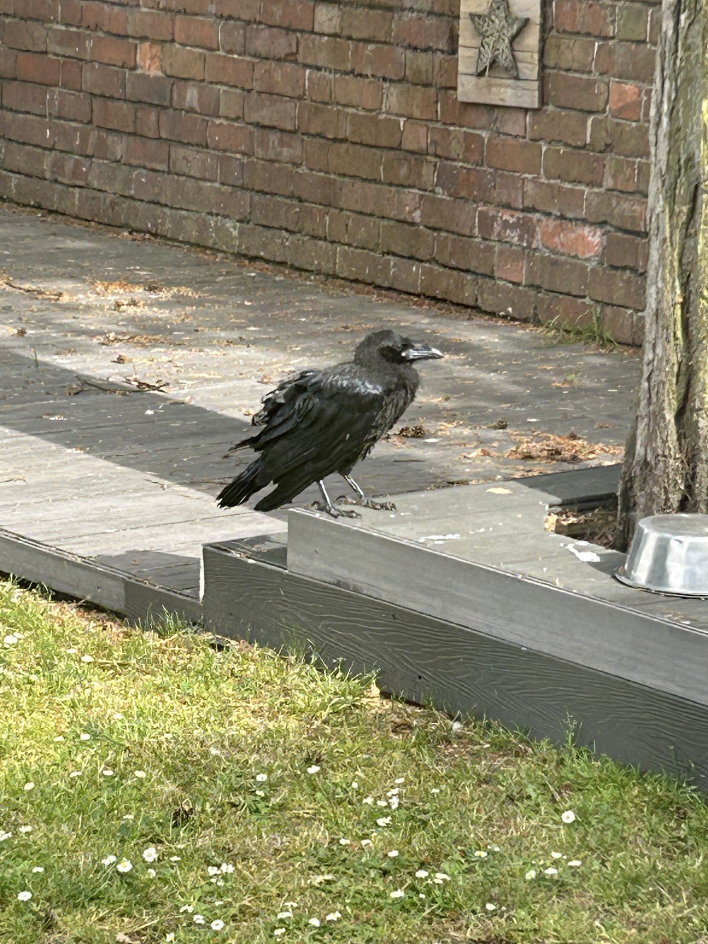 raven.jpg