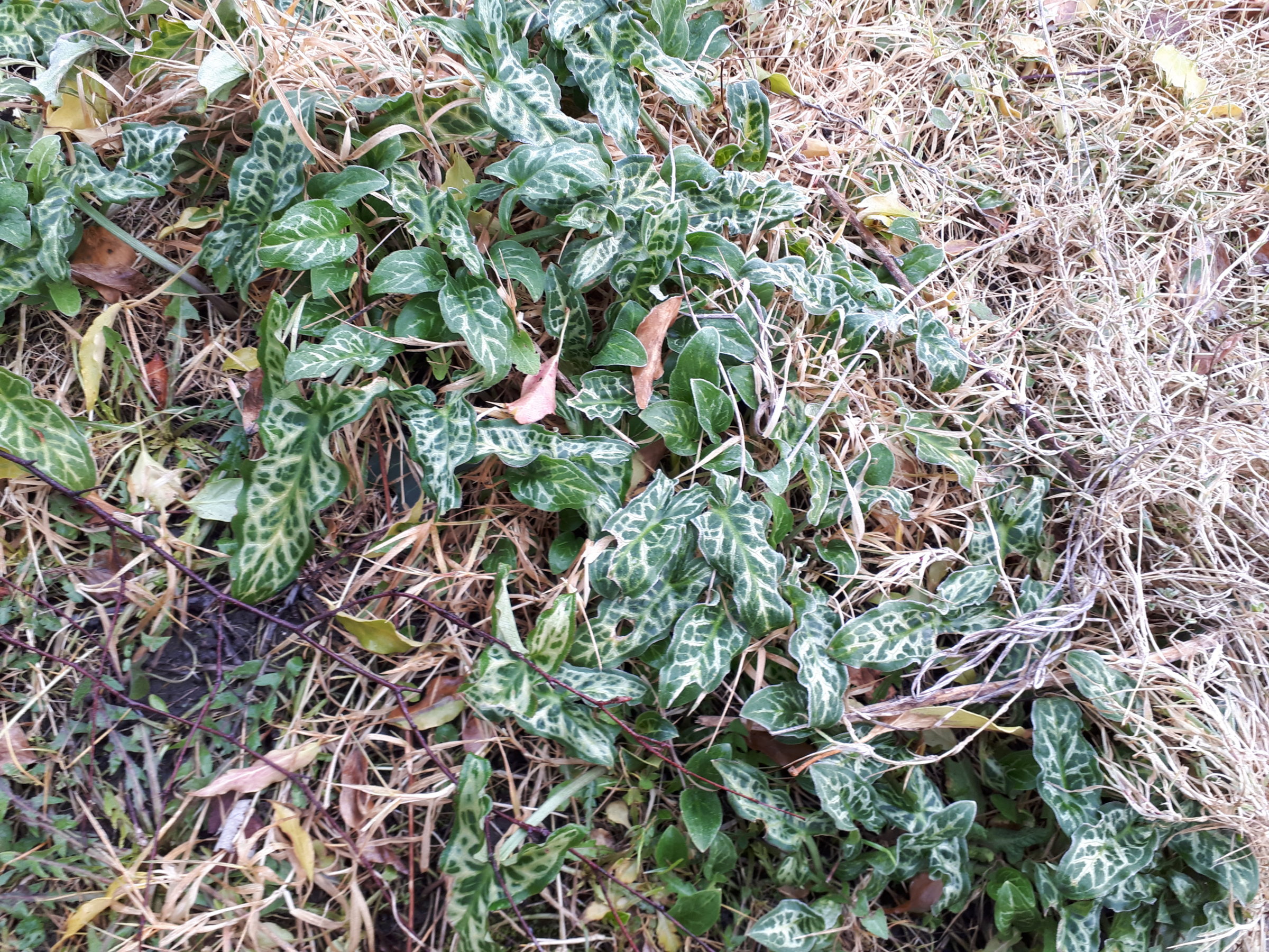 Things growing in my garden #1