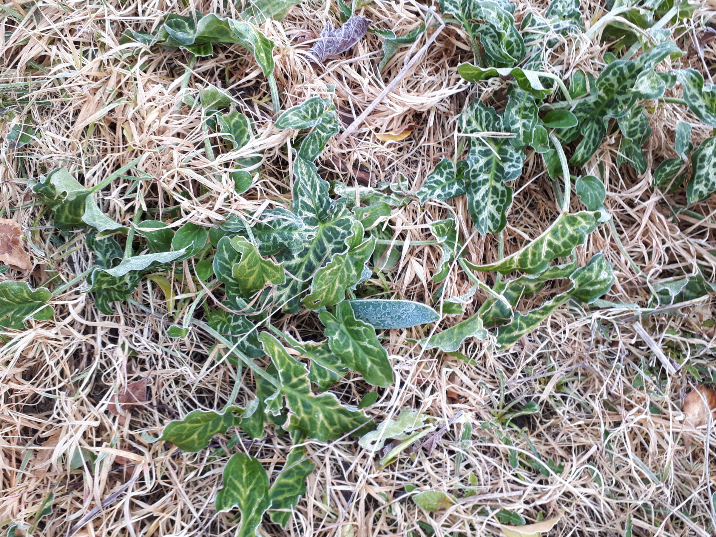 Things growing in my garden #1